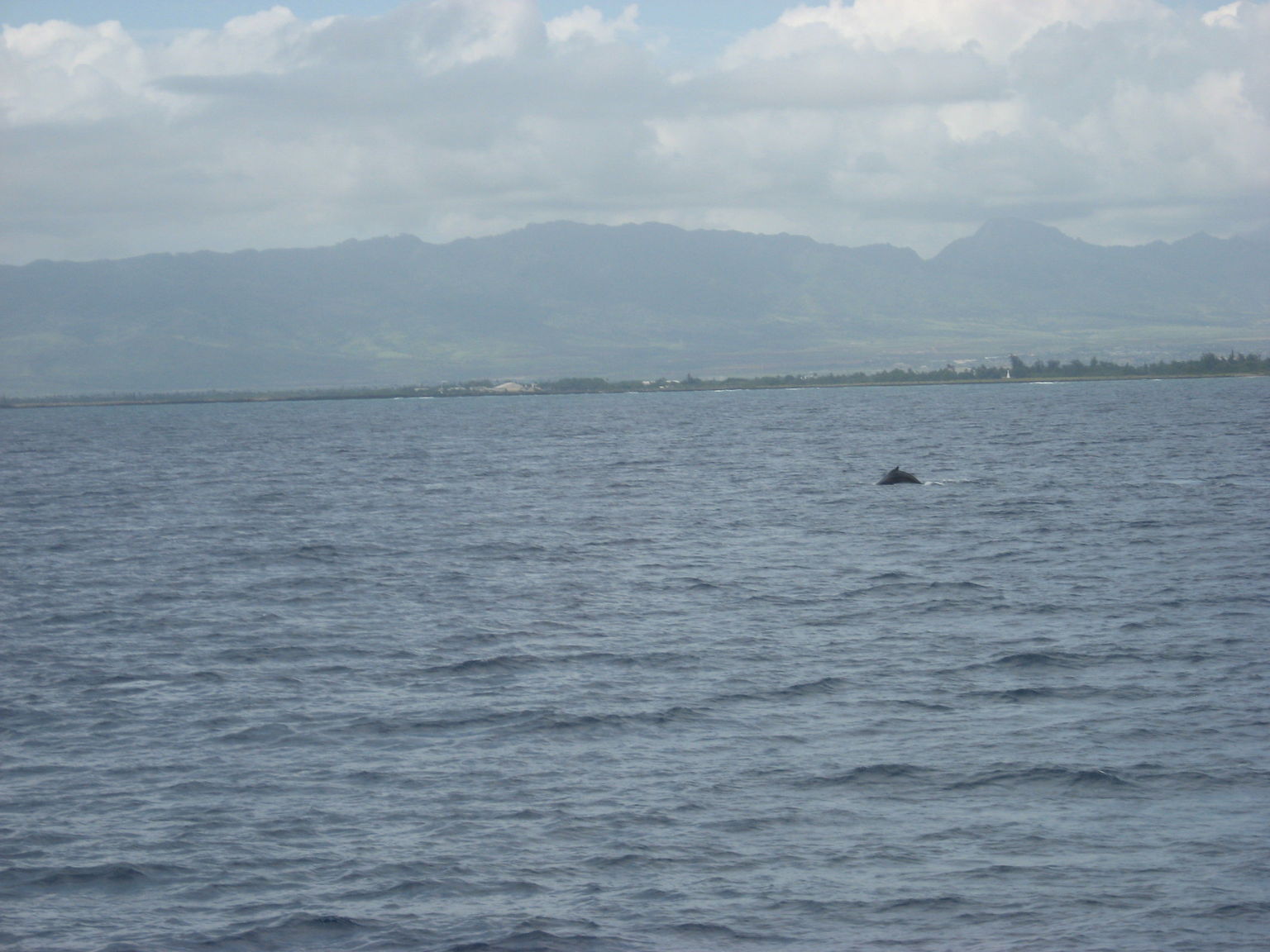 Whale