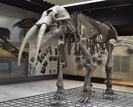 Photo of Senckenberg museum, Frankfurt. I am an amateur photographer. I hope you like these pictures of dinosaur skeletons taken in the Senckenberg museum, Frankfurt. , David Lally - November 2014