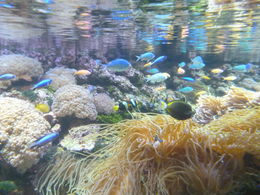 Photo of Great Barrier Reef exhibit at Sydney Aquarium One of the many angles from which a visitor can see the Great Barrier Reef exhibit. Lots of colorful fish and anemones, transplanted from the reef, all here showcased under lighting that makes it a ... , John K - September 2012
