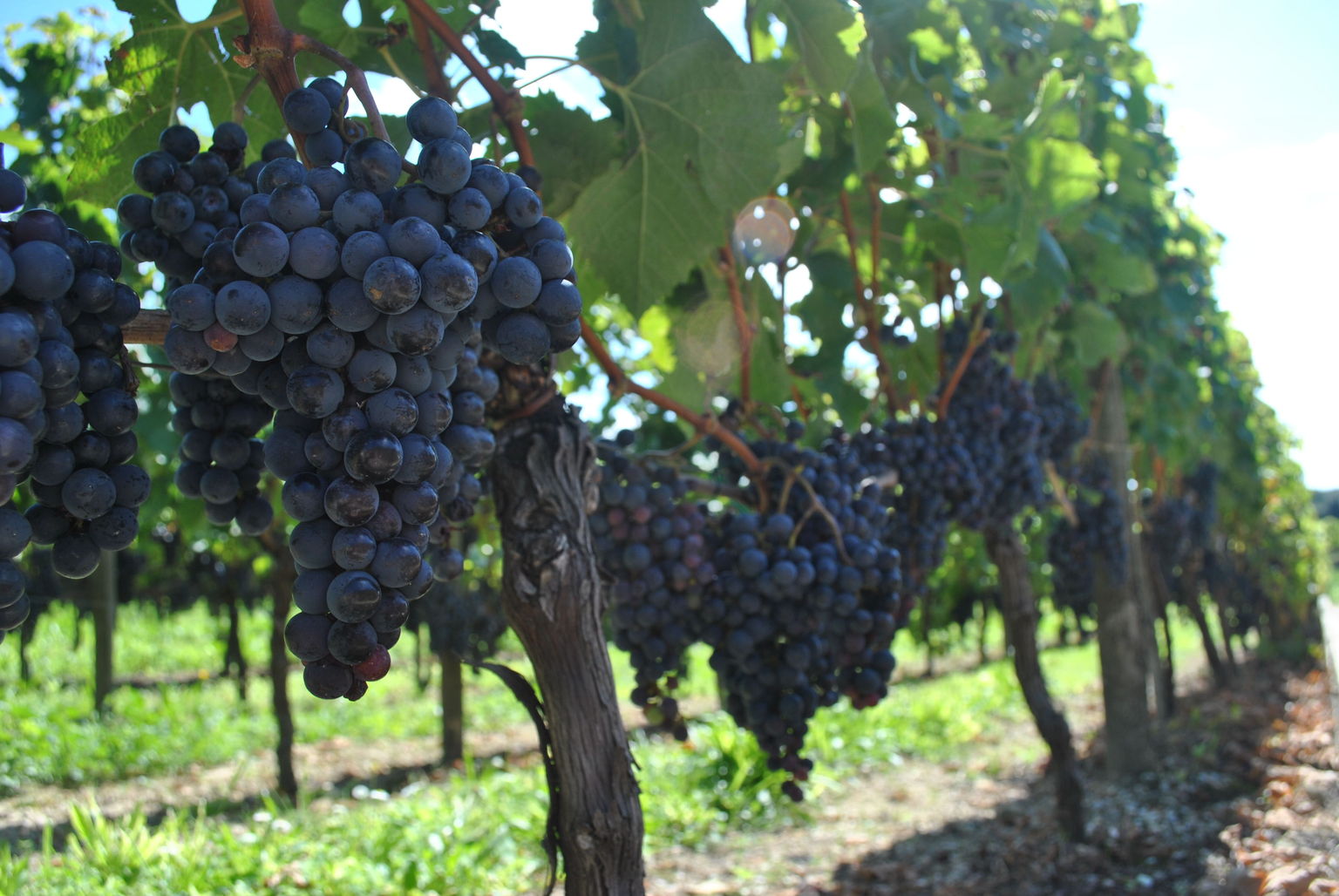 Merlot grapes from the Petrus vineyard