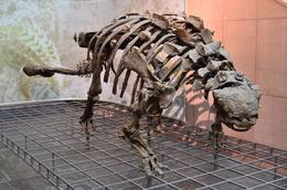 Photo of Senckenberg museum, Frankfurt. I am an amateur photographer. I hope you like these pictures of dinosaur skeletons taken in the Senckenberg museum, Frankfurt. , David Lally - November 2014