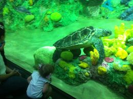 Photo of Giant Turtle He was very chill - just hanging on the coral..., JennyC - June 2011