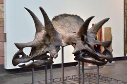 Photo of Senckenberg museum, Frankfurt. I am an amateur photographer. I hope you like these pictures of dinosaur skeletons taken in the Senckenberg museum, Frankfurt. , David Lally - November 2014