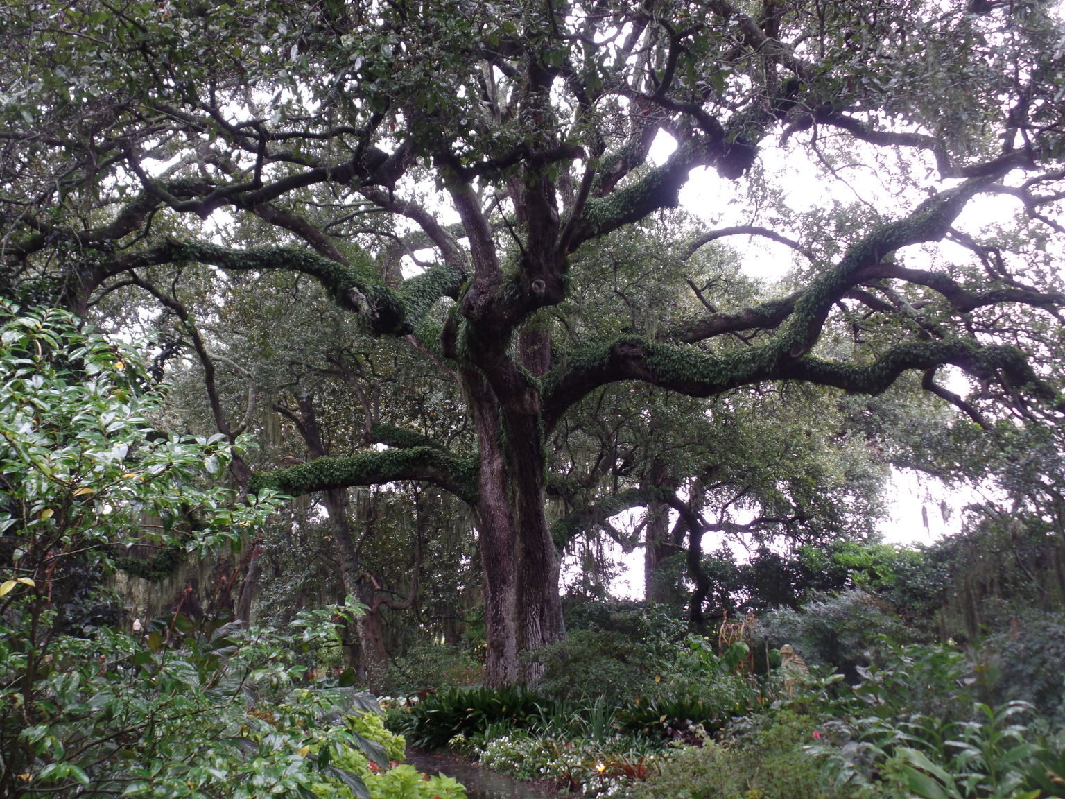 300 to 600 year old trees