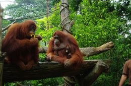 Photo of Breakfast with Orangutan Mother and Baby Newlyweds, breakfast with Orangutans, Singapore Zoo - hope this isn't our new family - May 2011