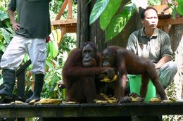 Photo of Orangutans at Sepilok Orangutans at Sepilok on the feeding platform., Michael P - June 2008
