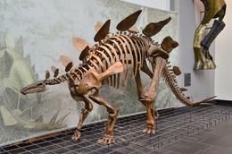 Photo of Senckenberg museum, Frankfurt. I am an amateur photographer. I hope you like these pictures of dinosaur skeletons taken in the Senckenberg museum, Frankfurt. , David Lally - November 2014