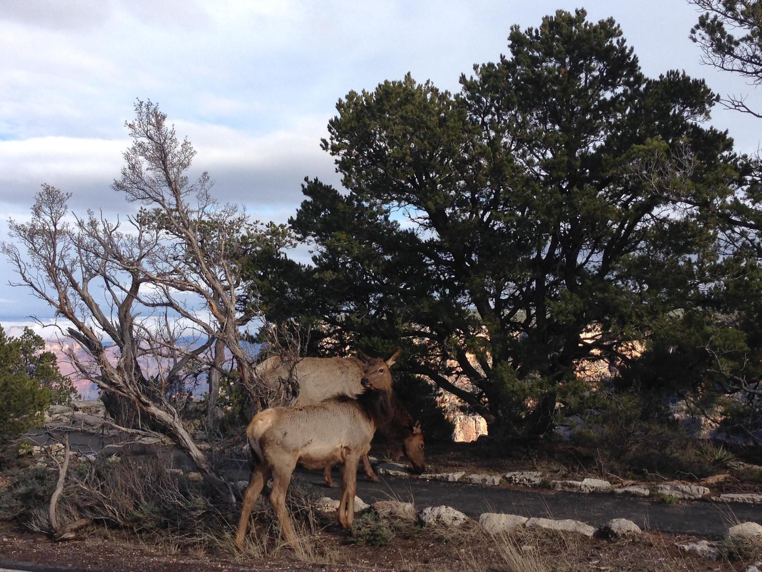 Grand Canyon Wildlife
