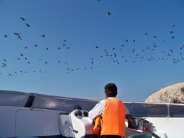 Photo of Nazca Lines Air Tour and Ballestas Islands Day-Trip A flock of sea birds flying past our boat at Ballesta Islands -luckily no guano on our heads!, Tim Leffel - August 2011