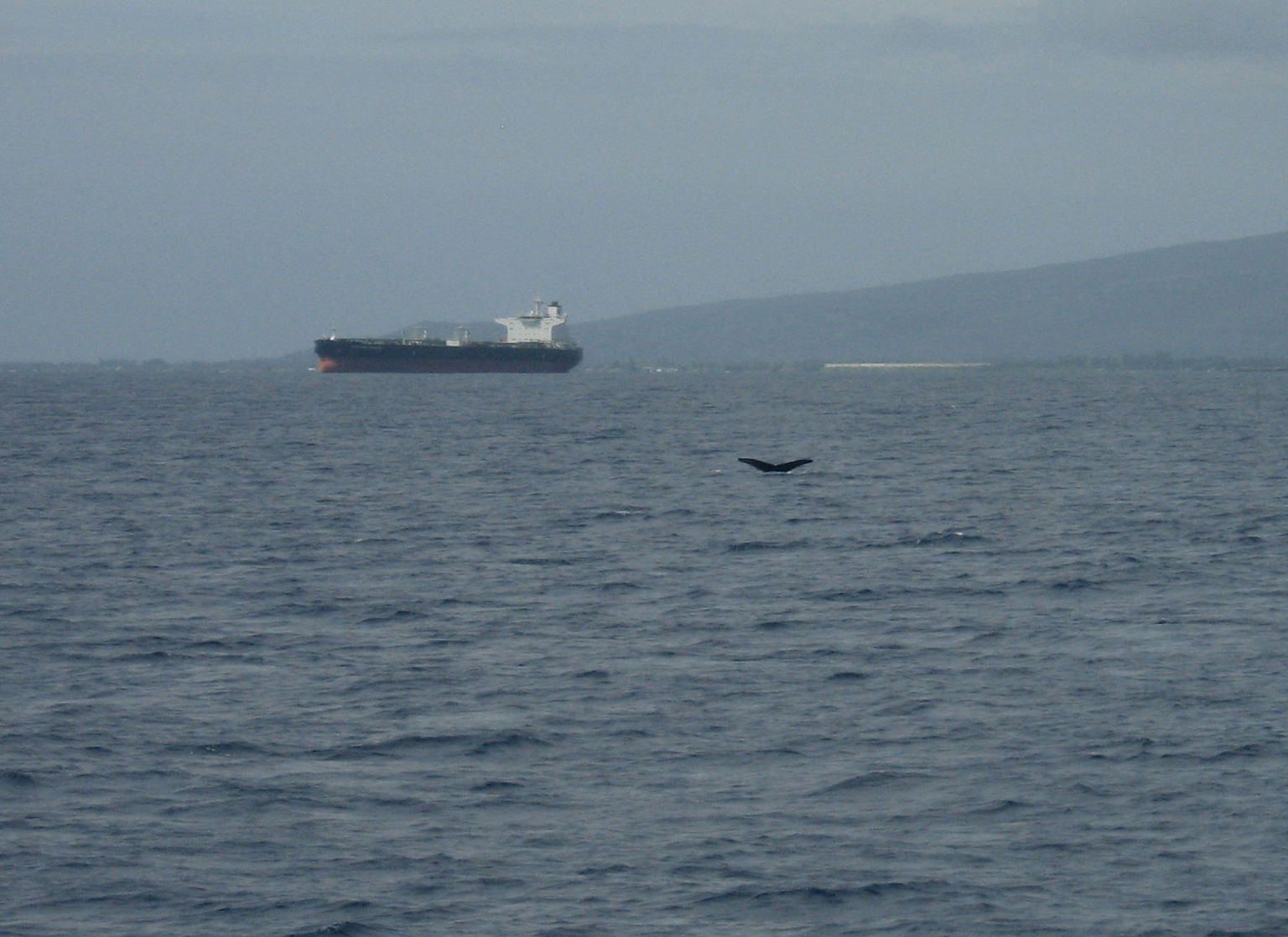 Whale Tail