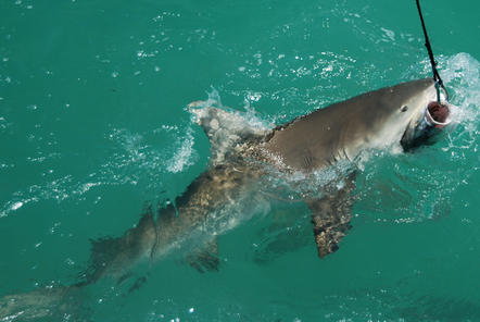 Key West Shark and Wildlife Catamaran Tour (with Photos) - Key West