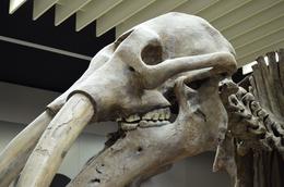 Photo of Senckenberg museum, Frankfurt. I am an amateur photographer. I hope you like these pictures of dinosaur skeletons taken in the Senckenberg museum, Frankfurt. , David Lally - November 2014