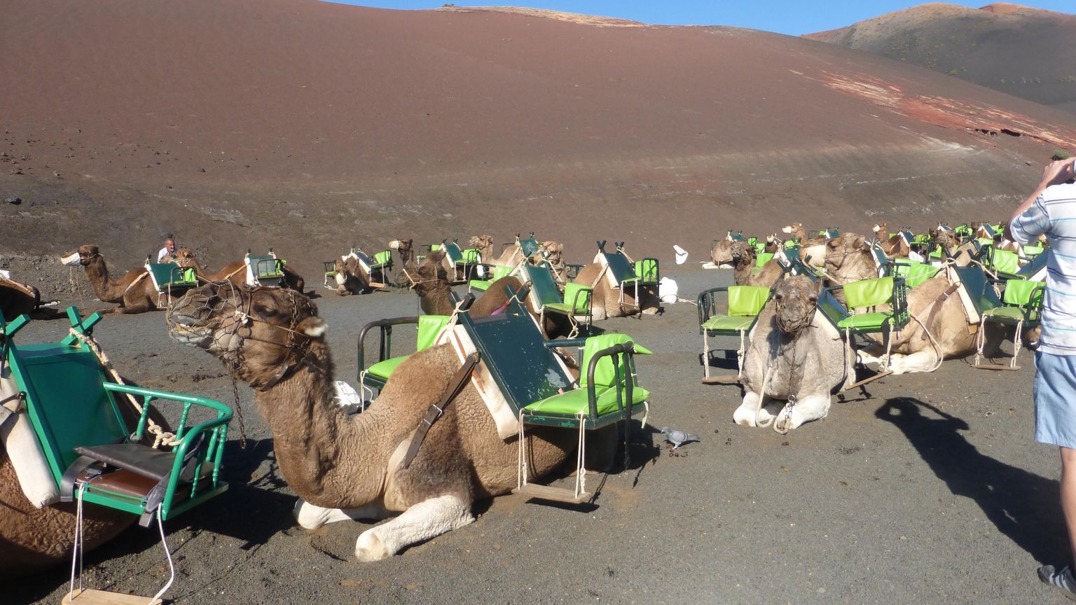 Camels at the bottom of the Volcano