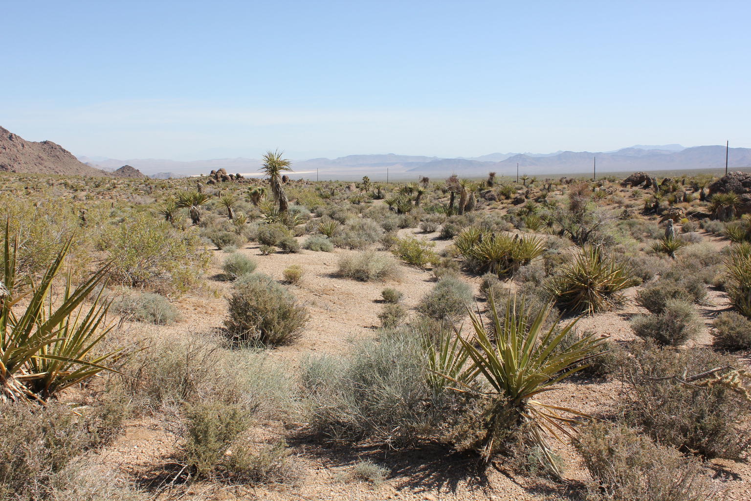 Desert Scenery
