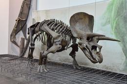 Photo of Senckenberg museum, Frankfurt. I am an amateur photographer. I hope you like these pictures of dinosaur skeletons taken in the Senckenberg museum, Frankfurt. , David Lally - November 2014