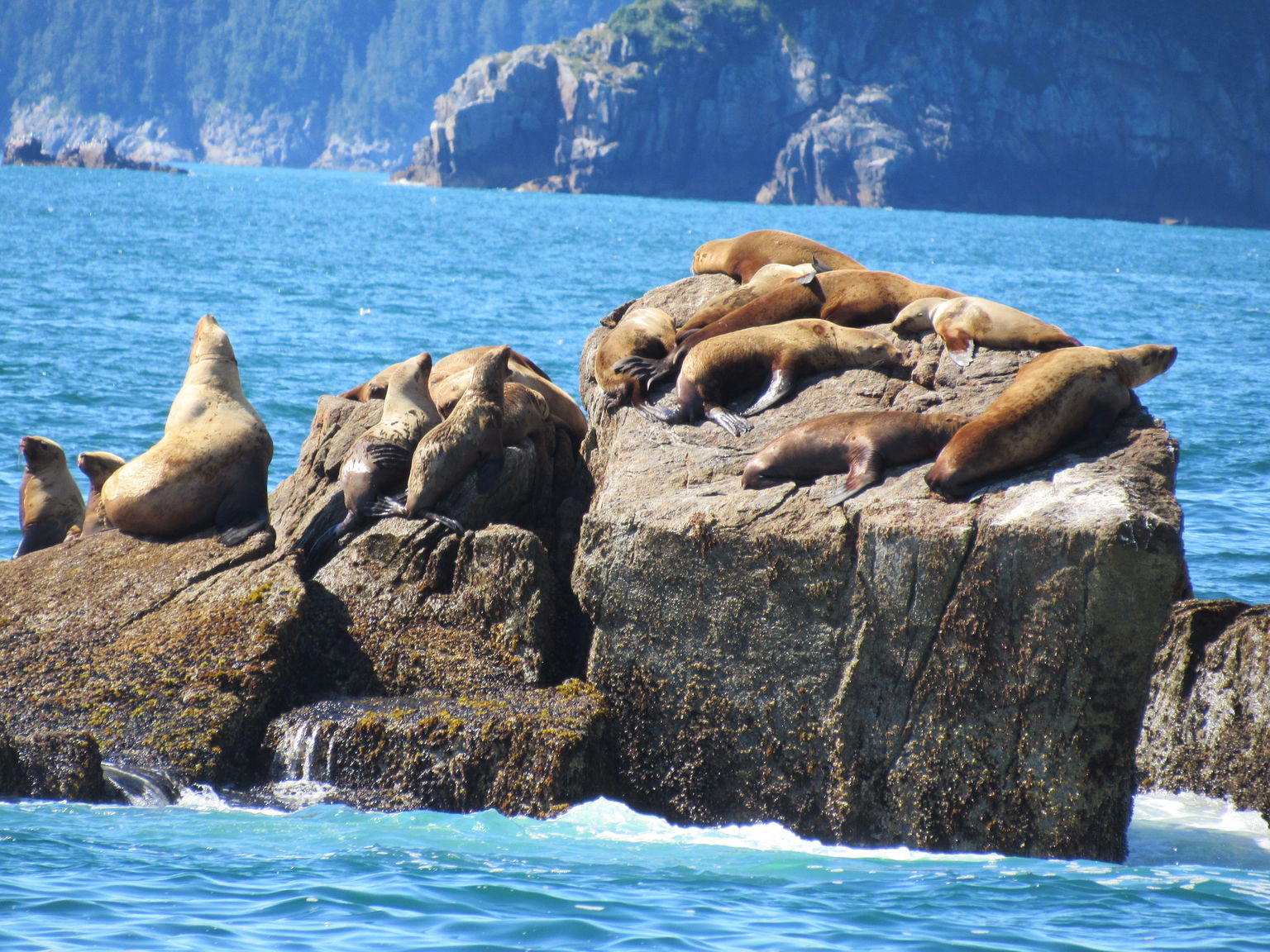Steller sea lions