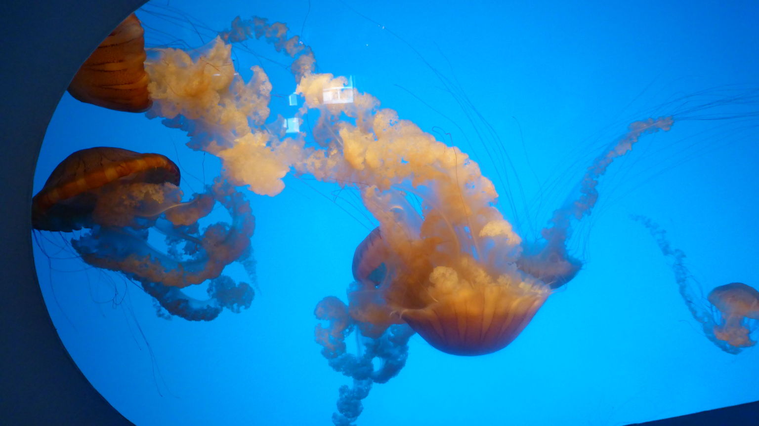The Monterey Aquarium