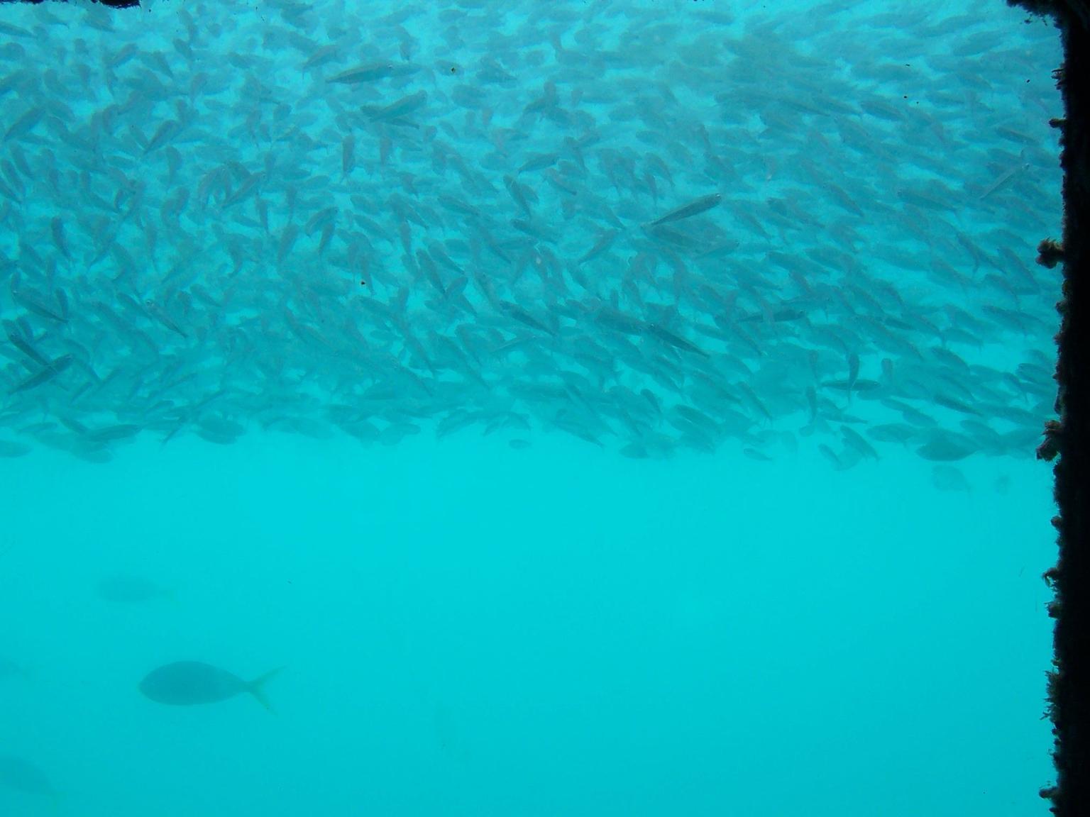 Underwater Window and Fish