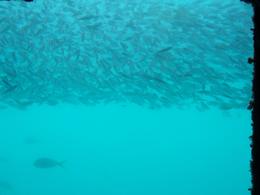 Photo of Underwater Window and Fish Reefworld platform underwater viewing room., KylieS - March 2008