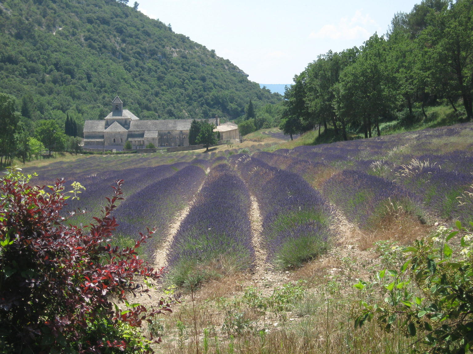 Lavender field