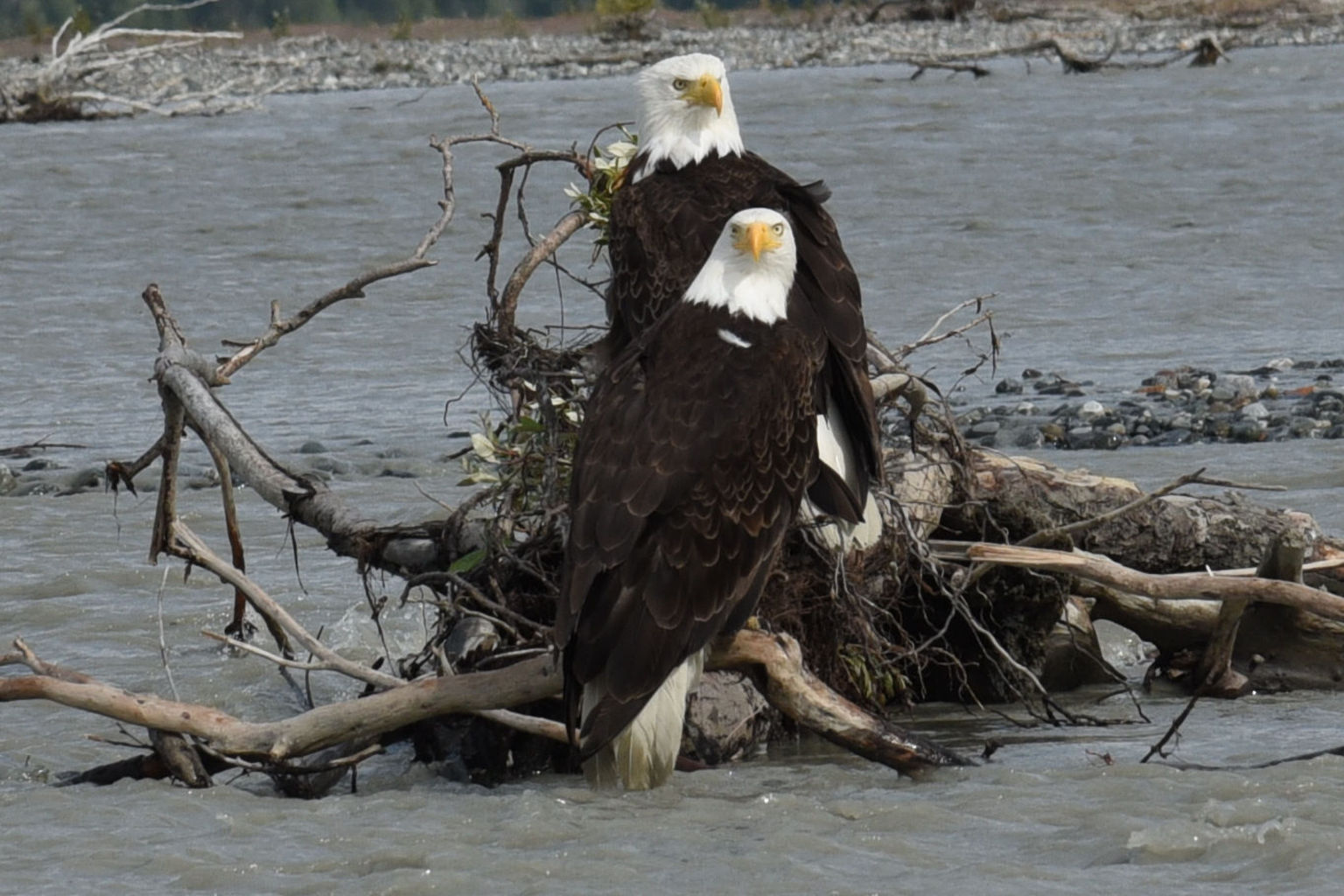 Pair of eagles