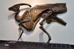Photo of Senckenberg museum, Frankfurt. I am an amateur photographer. I hope you like these pictures of dinosaur skeletons taken in the Senckenberg museum, Frankfurt. , David Lally - November 2014