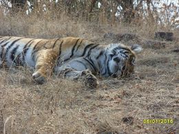 Photo of Our end goal! A beautiful tigress - as she lay down in the sunshine Tigers are wild animals, but we were lucky enough to see this one , David W - January 2016