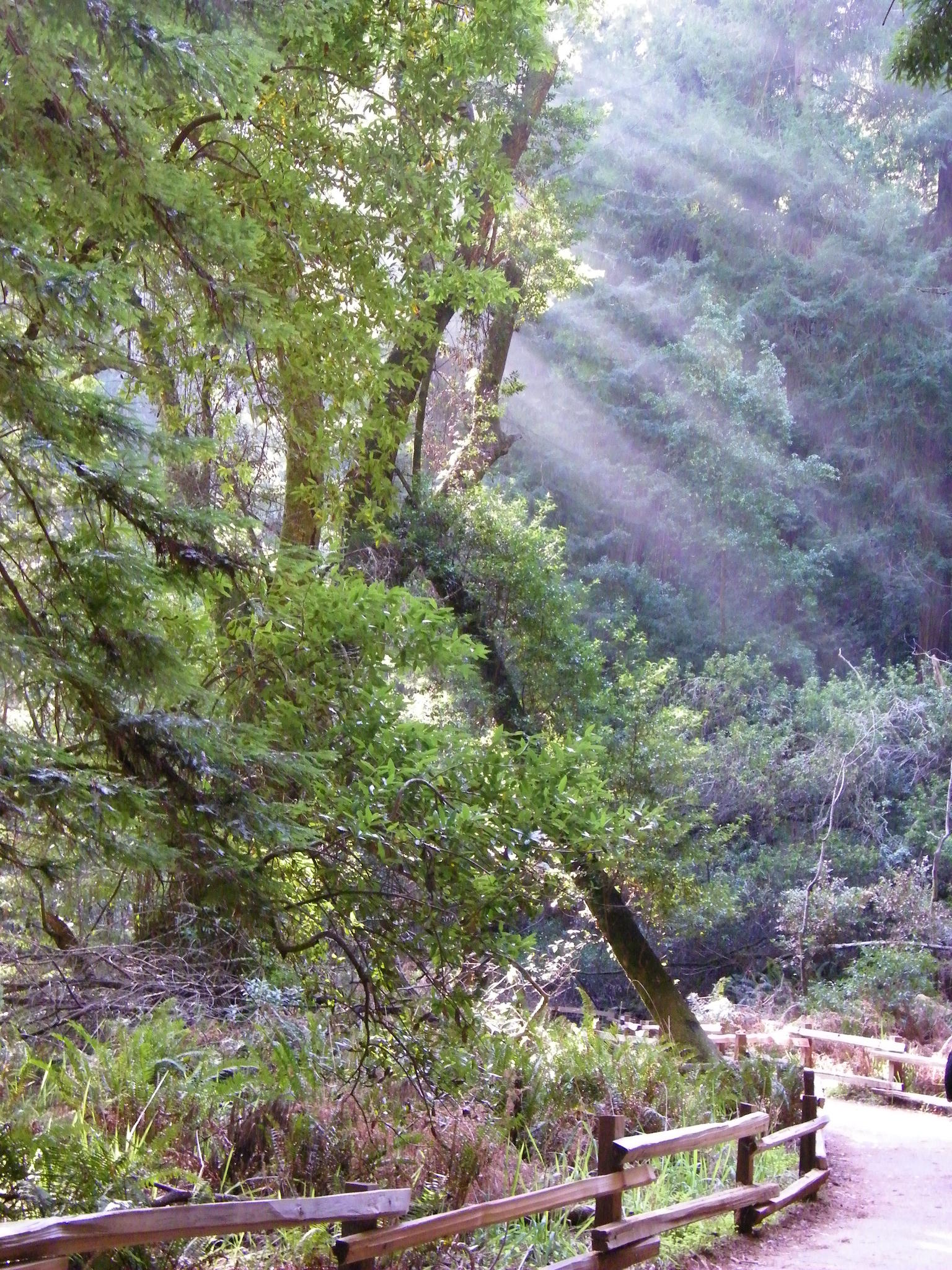 Sun beams coming through the trees during the Muir Woods Tour