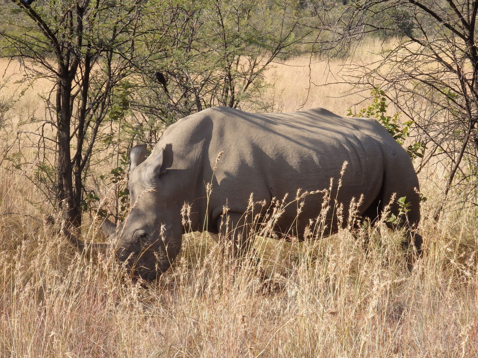 white rhinos!
