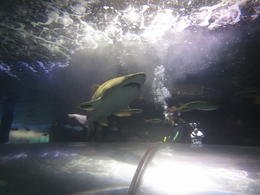 Photo of Shark Dive Extreme Manly Sydney Bradleys 1st scuba diving experience and close encounter with sharks. , Debra D - October 2014