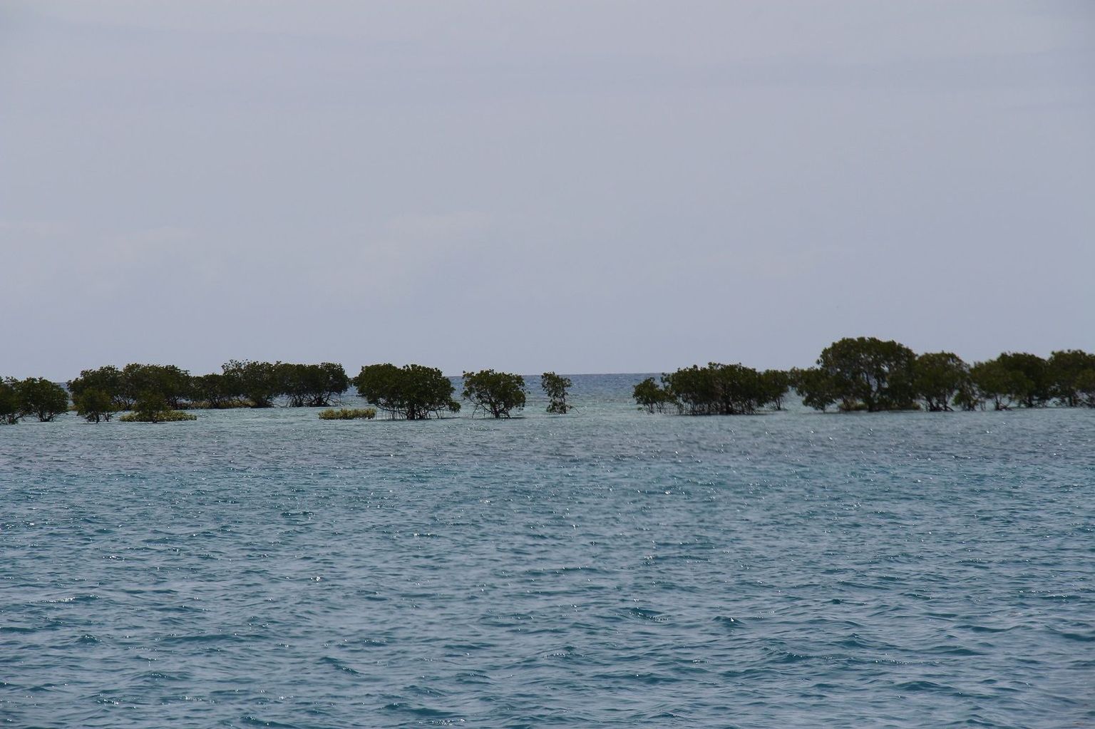 Mangroves