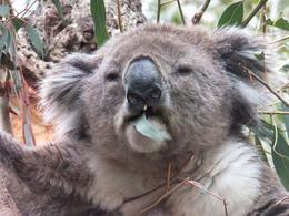 Photo of One happy Kaola It was wonderful to watch this little guy munching his way through a whole pile of leaves. Taken at the Kaola Conservation Reserve. , Linda - December 2014