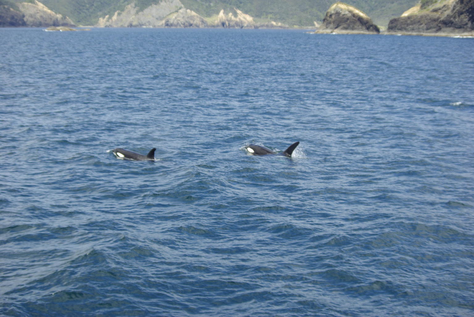 Orcas