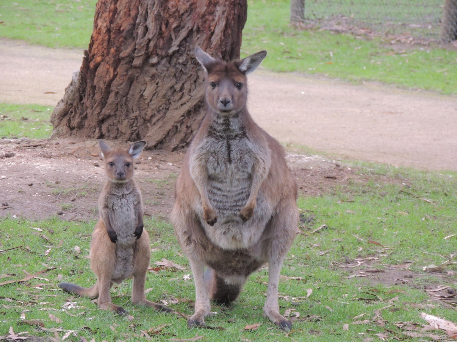 Mom and Son