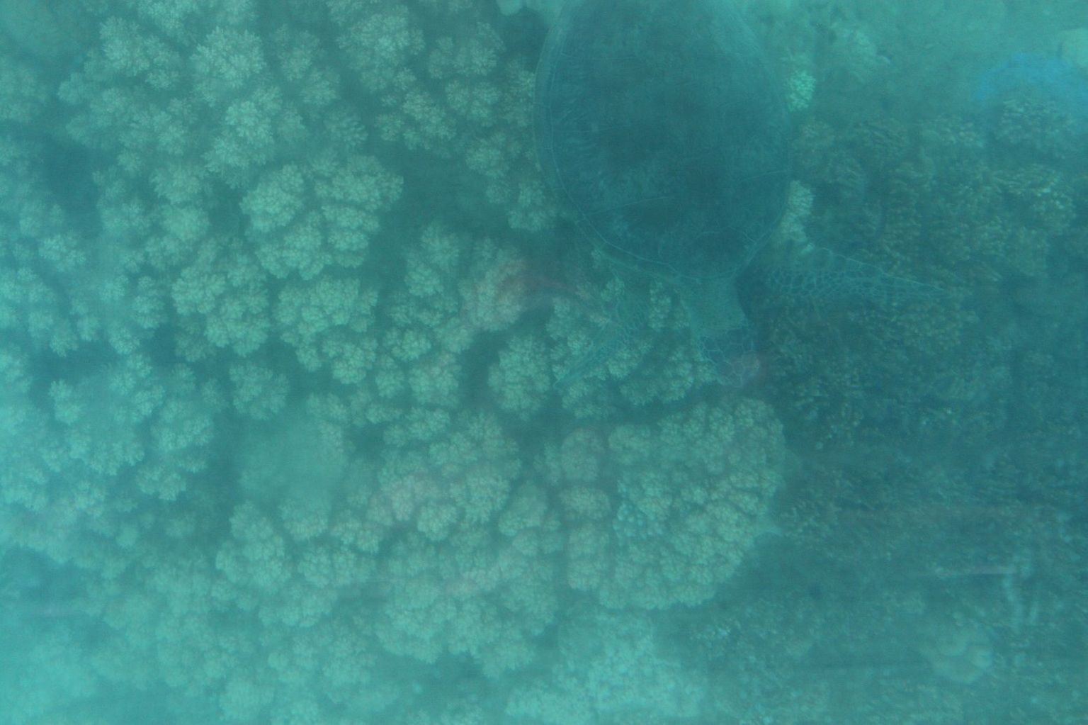 Green turtle in the corals