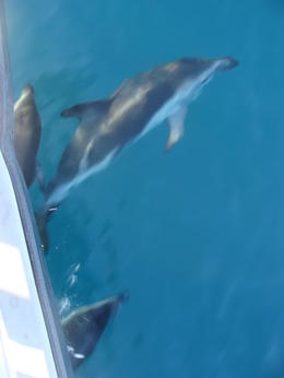 Photo of DSC05844 Dusky dolphins surfing off the the side of the boat For swim action see my video http://www.youtube.com/watch?v=n2bV-pPCCys , Sophie S - June 2011