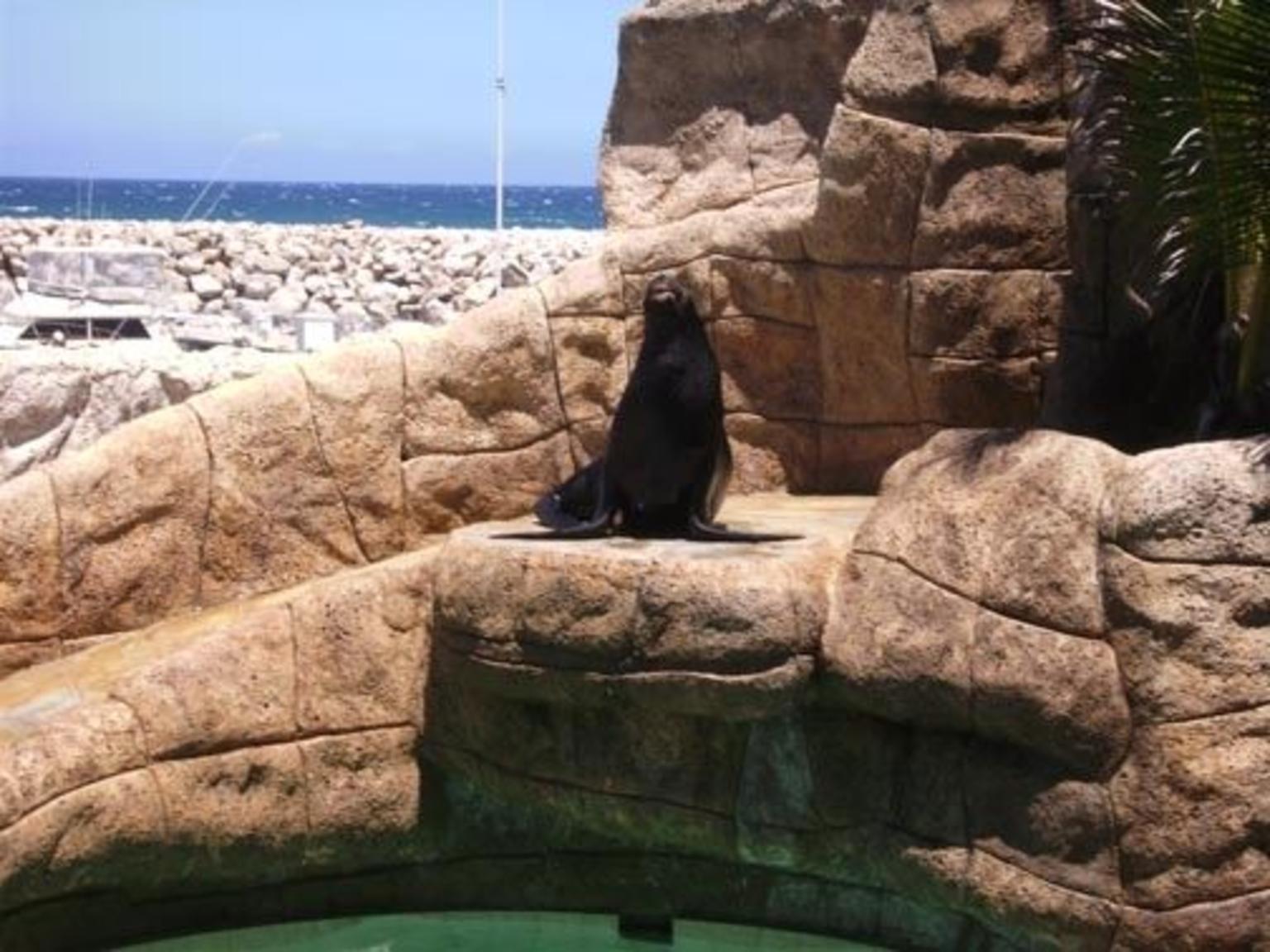 Sea Lion