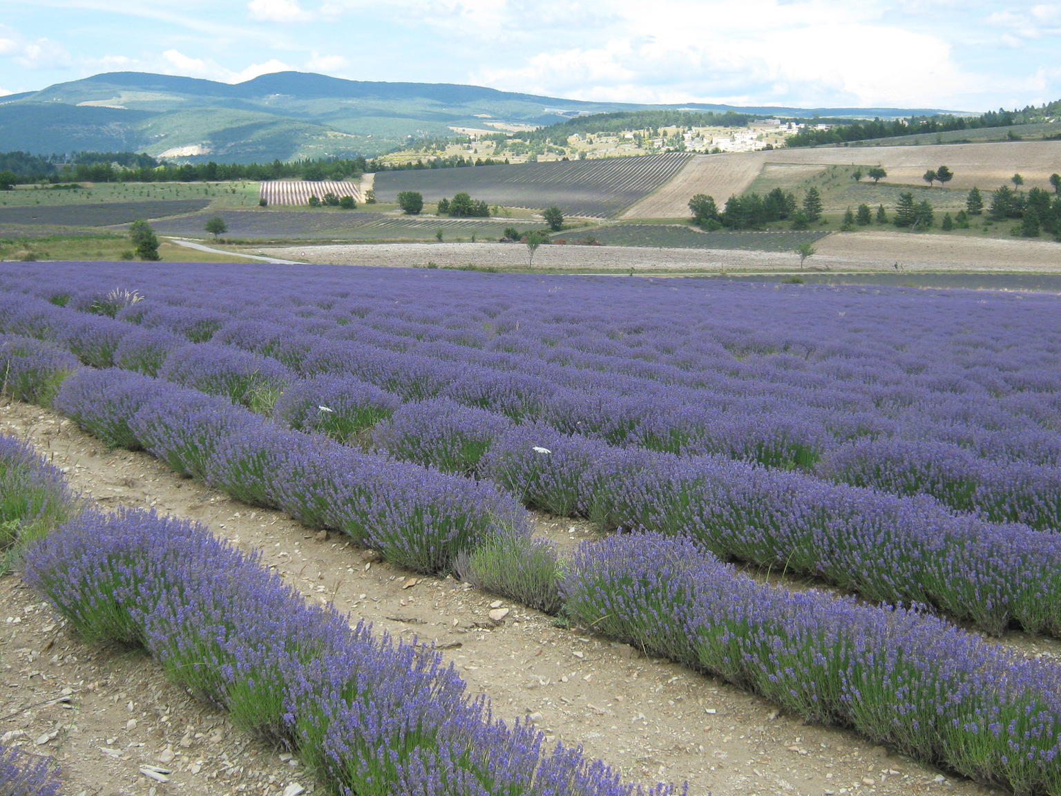 Another Lavender field