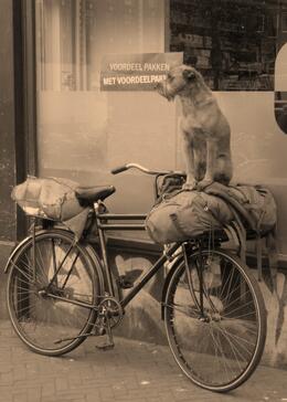 Photo of Dog on Bike In front of the AH supermarket on the Niewmarkt in Amsterdam, Chou Fleur - October 2010