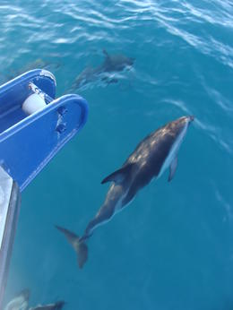 Photo of DSC05888 Dusky dolphins surfing off the the side of the boat For swim action see my video http://www.youtube.com/watch?v=n2bV-pPCCys , Sophie S - June 2011