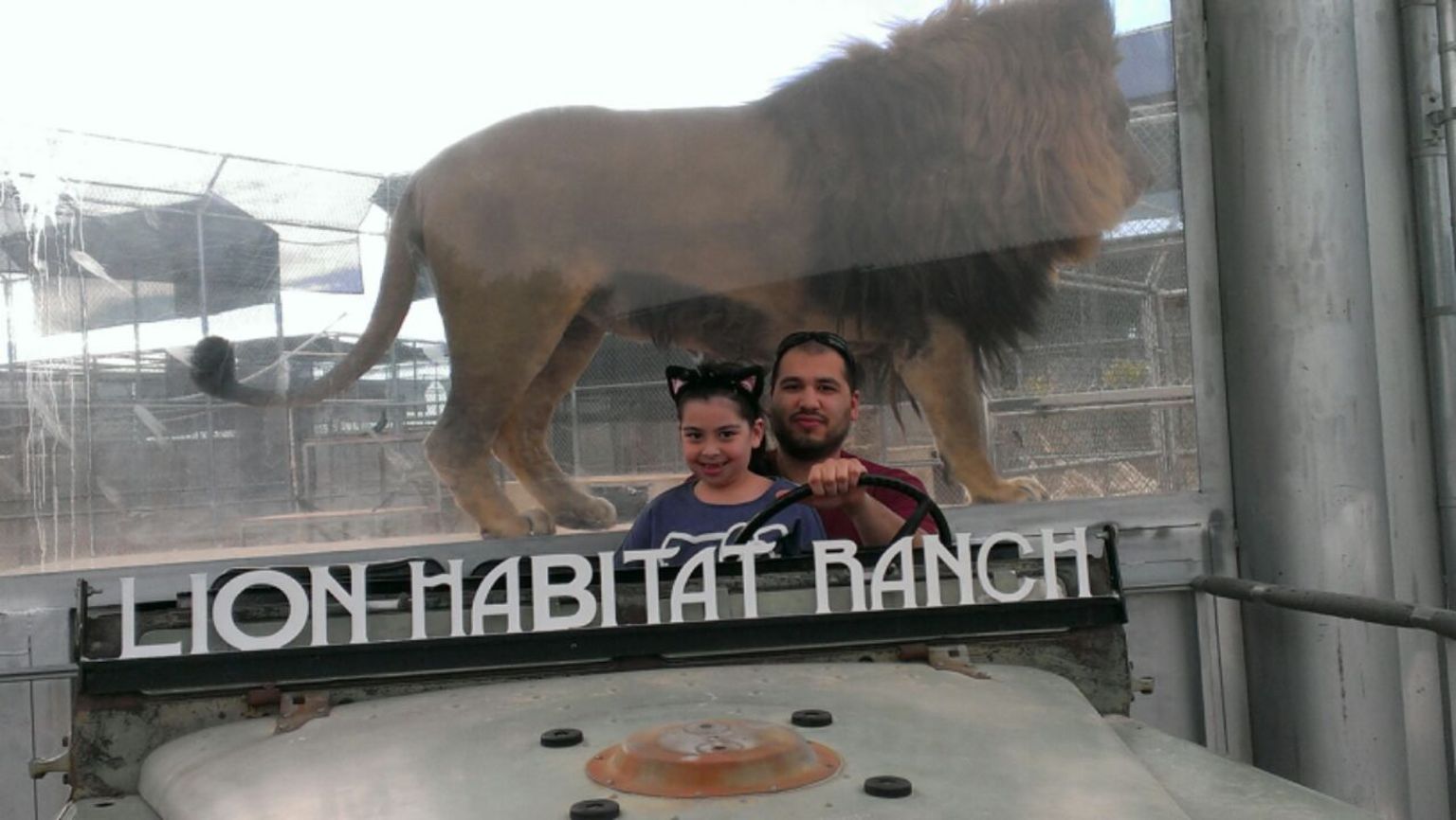 Our trip at the Lion Habitat