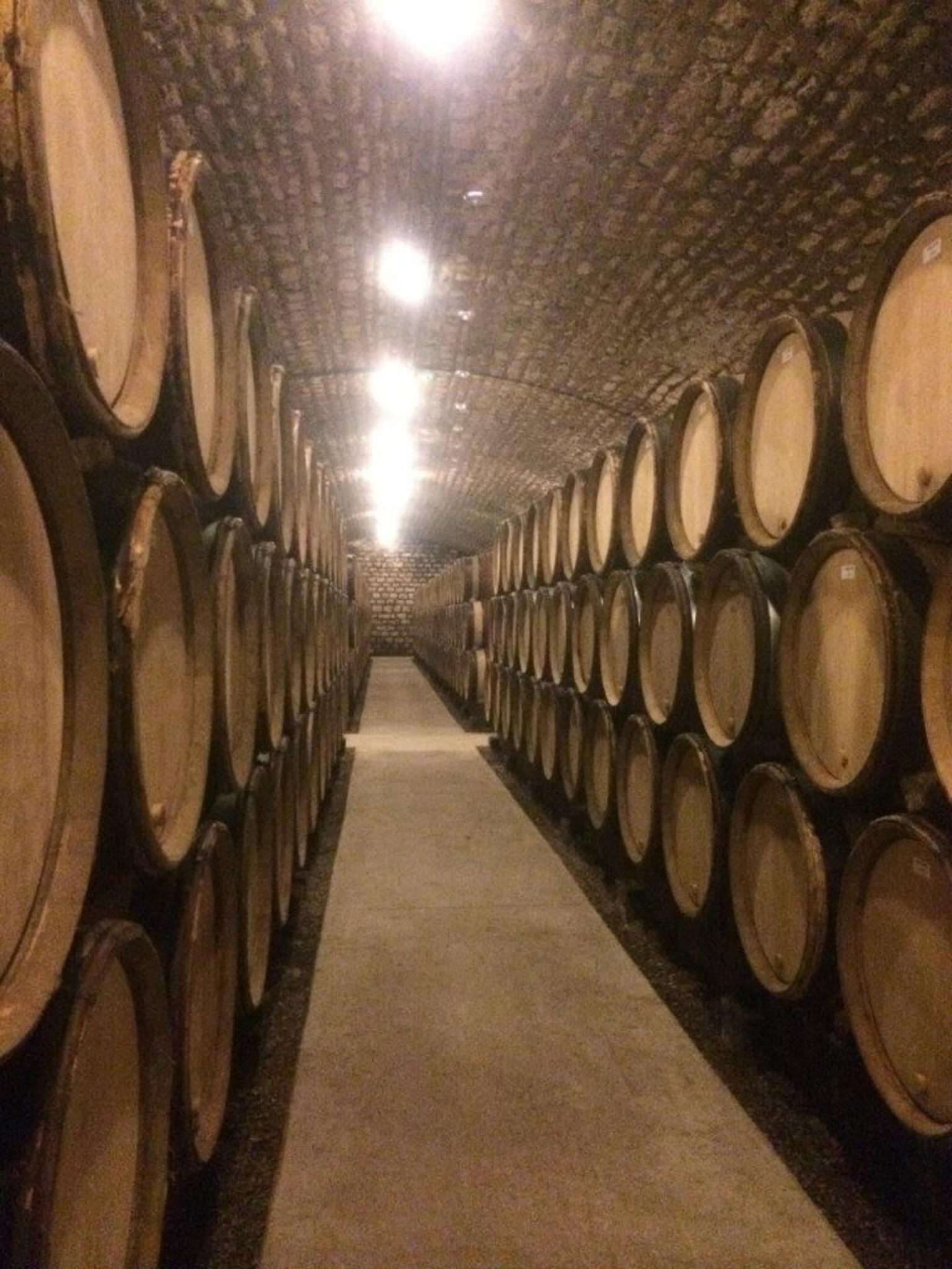 Wine Barrels in Wine Cellar