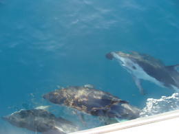 Photo of DSC05858 Dusky dolphins surfing off the the side of the boat For swim action see my video http://www.youtube.com/watch?v=n2bV-pPCCys , Sophie S - June 2011