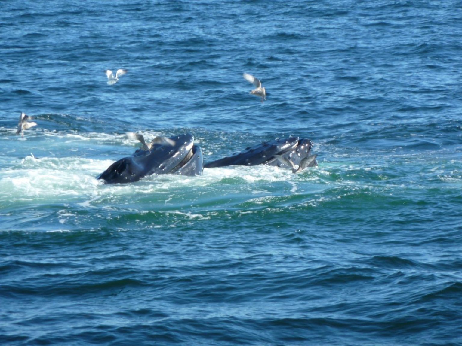 Hunchback whales