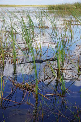 Photo of Alligator encountered! Riding on the airboat when this alligator surfaced for a bit of sun. , Chiew Seng C - January 2015