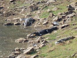 Photo of Crocs in Zone 4 There were several crocs around the watering hole, but apparently they only eat every couple of days in the winter , David W - January 2016