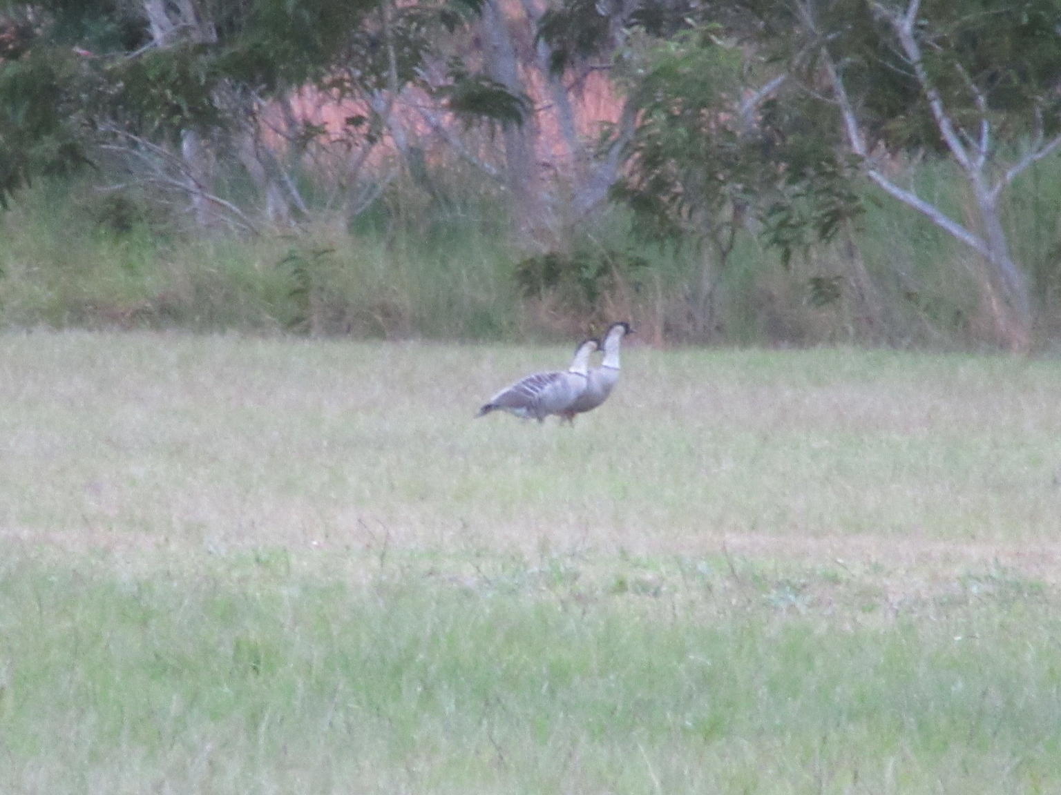 A pair of Nene geese