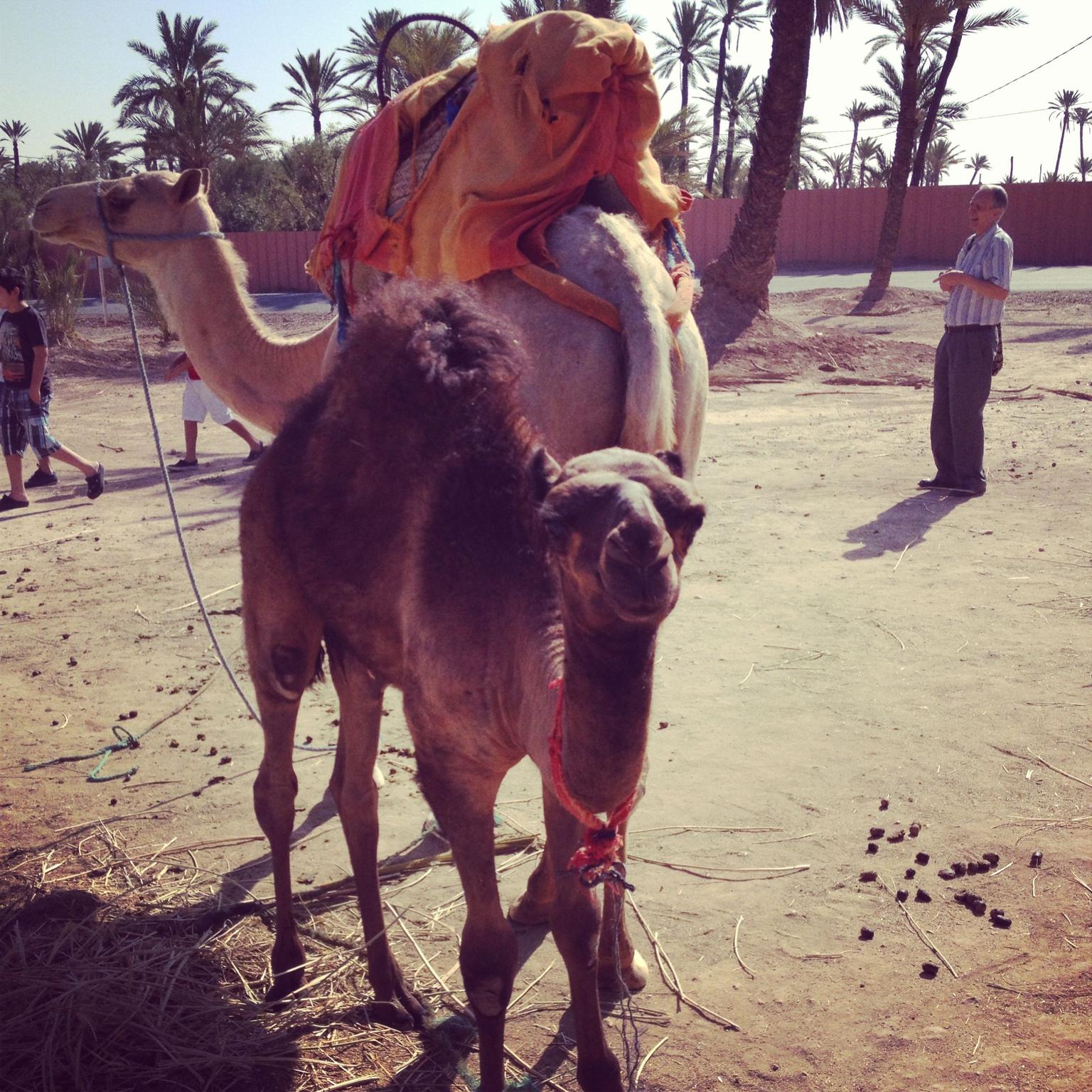 Baby Camel in Marakesh