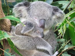 Photo of koala mum and baby just beautiful- there were loads of koalas at the sanctuary , hayley g - January 2011