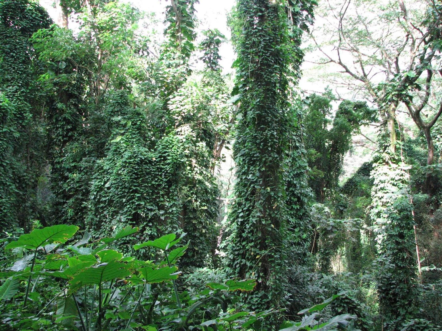 Manoa Falls in Mililani Town — photos and description, location ...